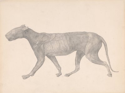 A Comparative Anatomical Exposition of the Structure of the Human Body with That of a Tiger and a Cow by George Stubbs